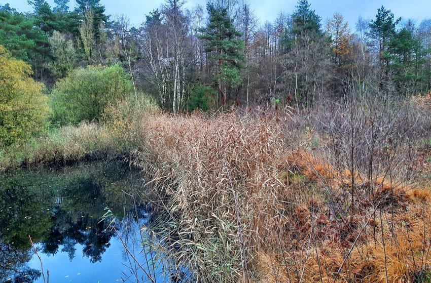 Vennetje met begroeiing rondom