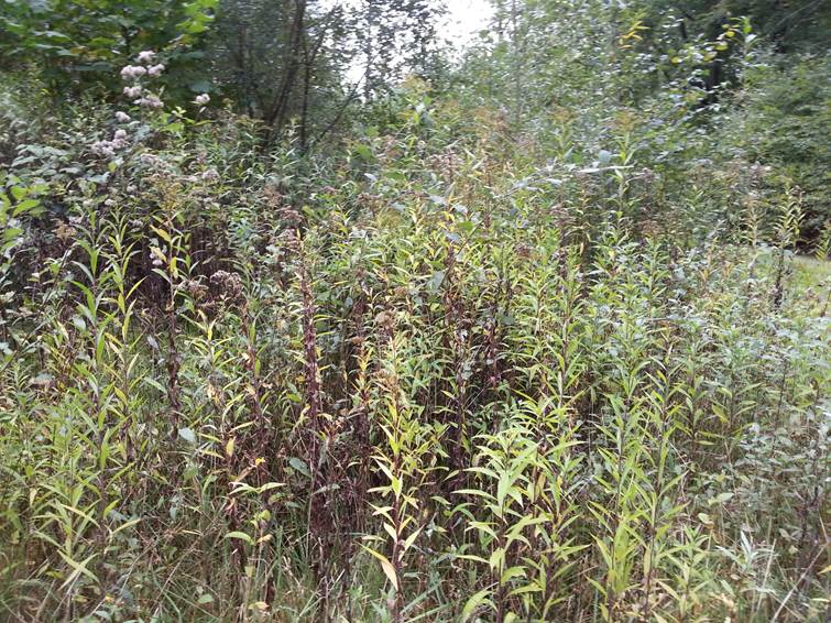 Canadese Guldenroede