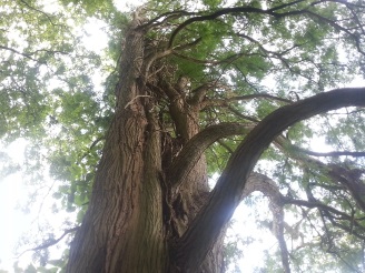 Welke boom is dit?