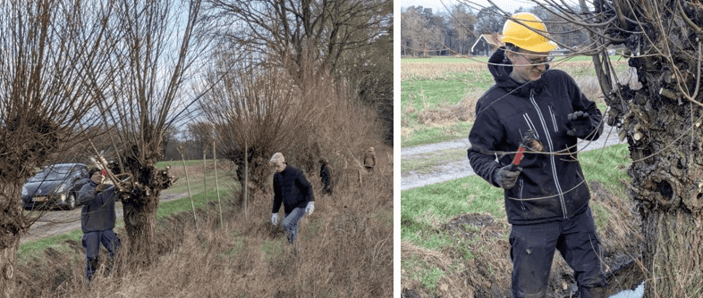 V20260116 Vrijwilligers zagen en knippen knotwilgen