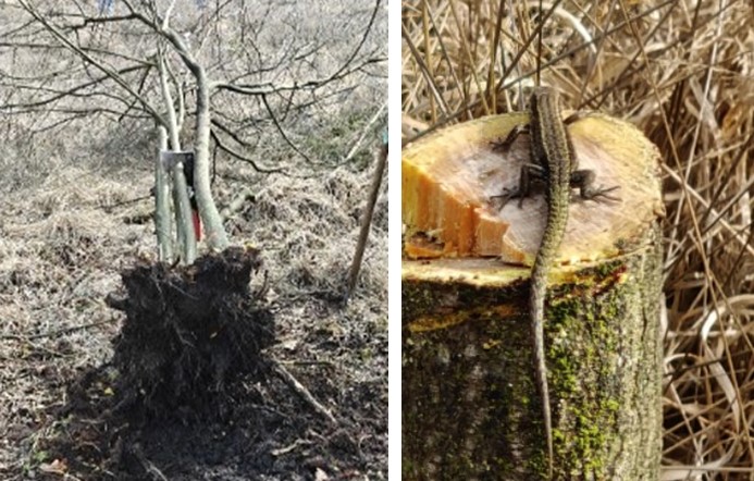 Uitgegraven boom en Levendbarende Hagedis op boomstam